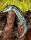 Mexican alligator lizard. Art Print